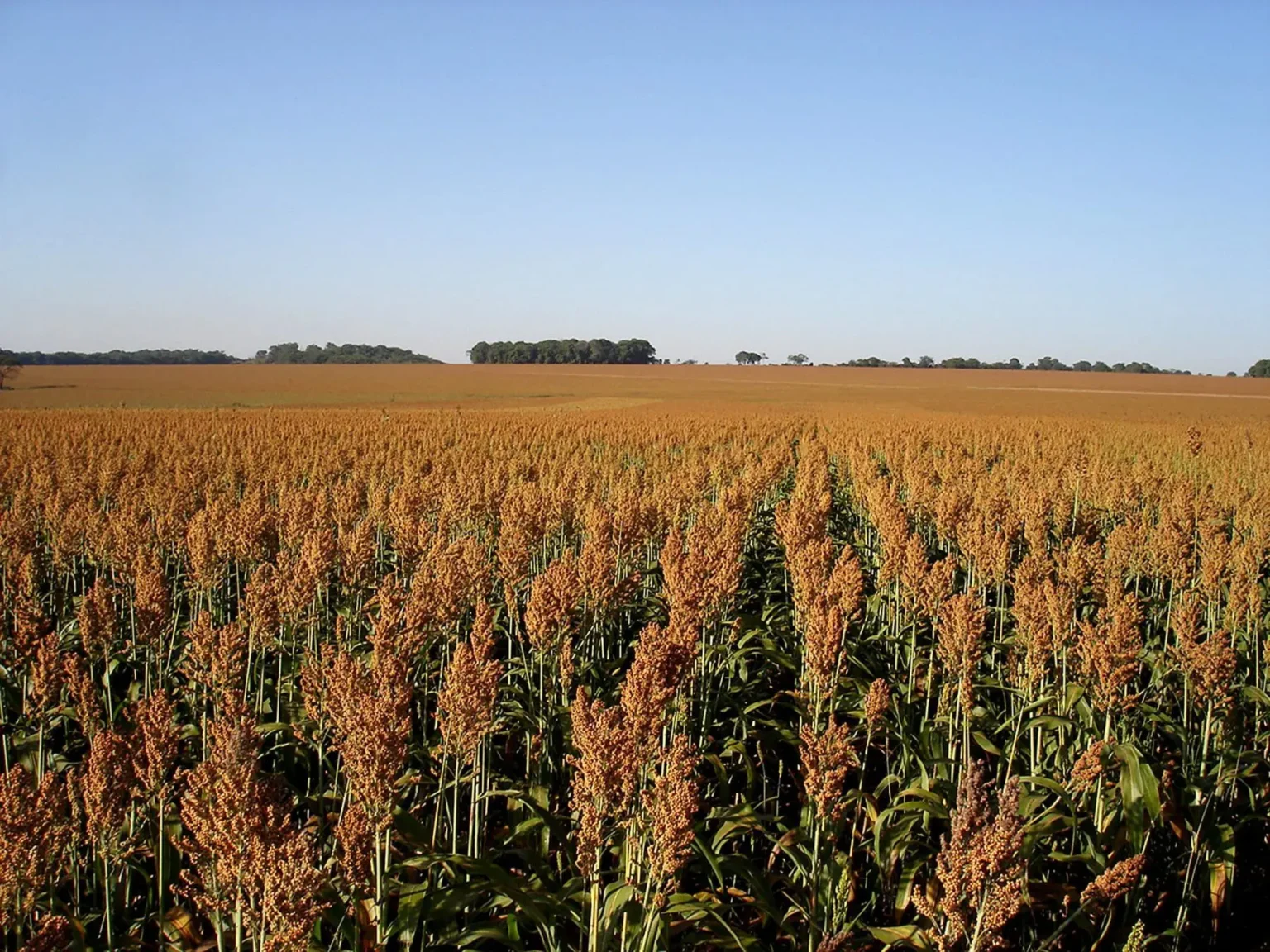 Sorgo: Cultura Estratégica em Crescimento no Maranhão e Oeste da Bahia
