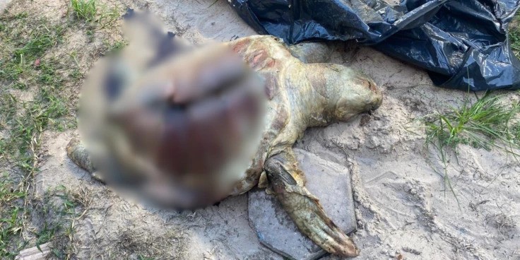 Tartaruga Marinha Encontrada Morta na Praia da Ponta do Farol, em São Luís Tartaruga Marinha Encontrada Morta na Praia da Ponta do Farol, em São Luís