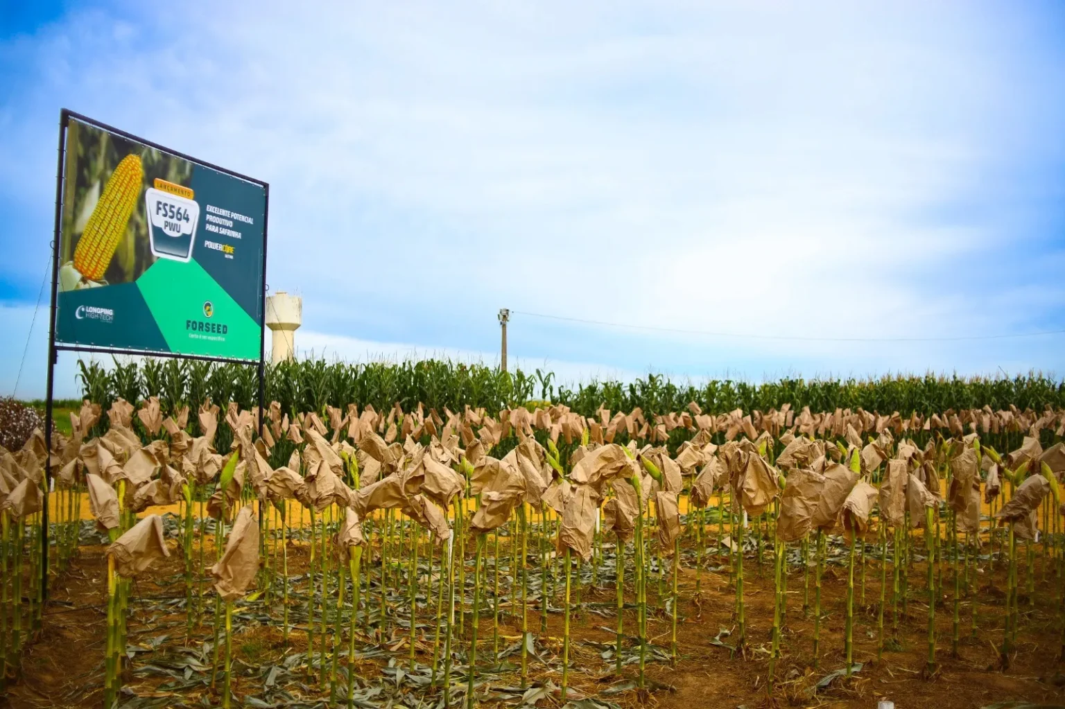 Crescimento da Economia do Maranhão Chega a 4,2%, Superando Médias Nacional e Regional
