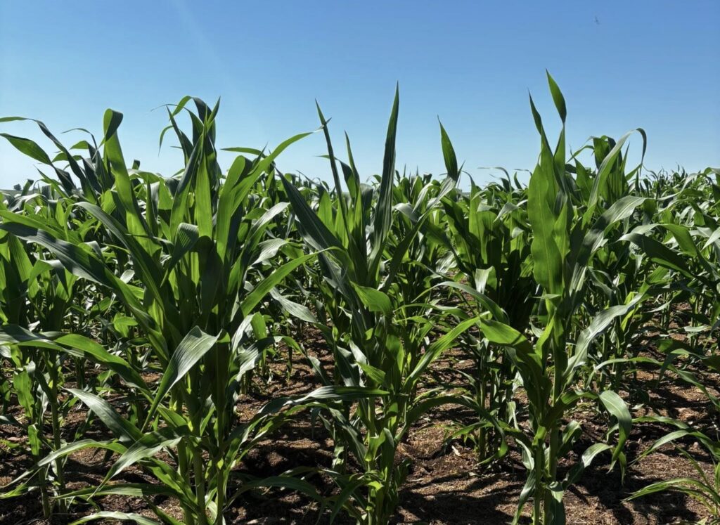 Cultura do Milho e Soja em Alegrete em Alta com Chuvas e Calor Favoráveis