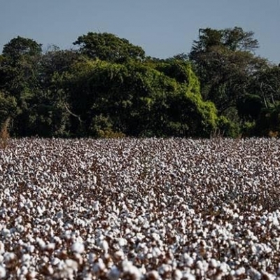 Produção de Algodão no Brasil: Queda de Quase 10% na Safra 2025/26, Aposta da Abrapa Produção de Algodão no Brasil: Queda de Quase 10% na Safra 2025/26, Aposta da Abrapa