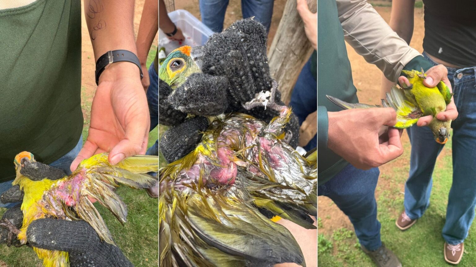 Queda de árvore causa a morte de mais de 350 periquitos no Maranhão: O que sabemos até agora Queda de árvore causa a morte de mais de 350 periquitos no Maranhão: O que sabemos até agora