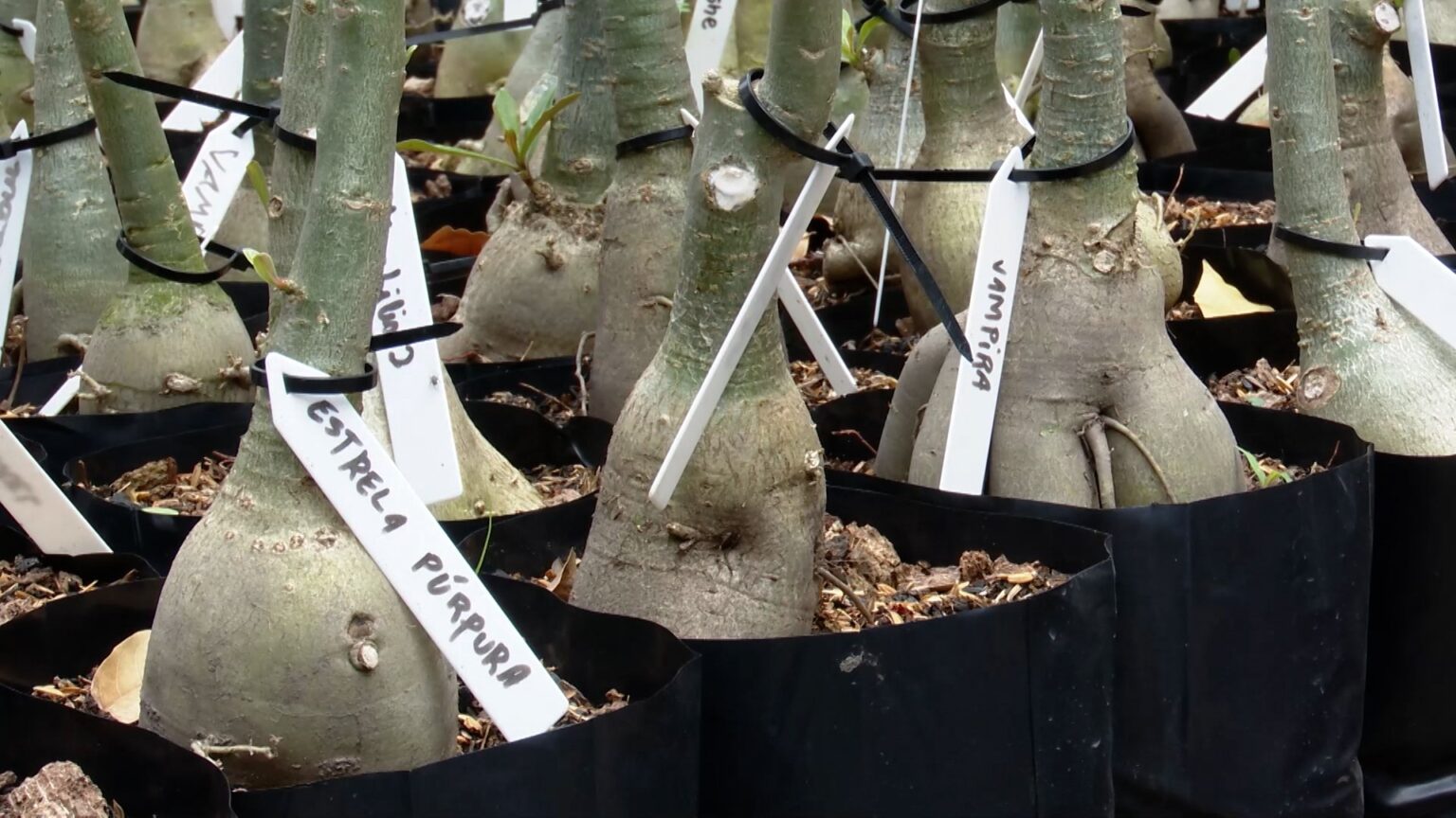 Como a Quaresma Fortalece a Produção Rural no Maranhão | Mirante Rural