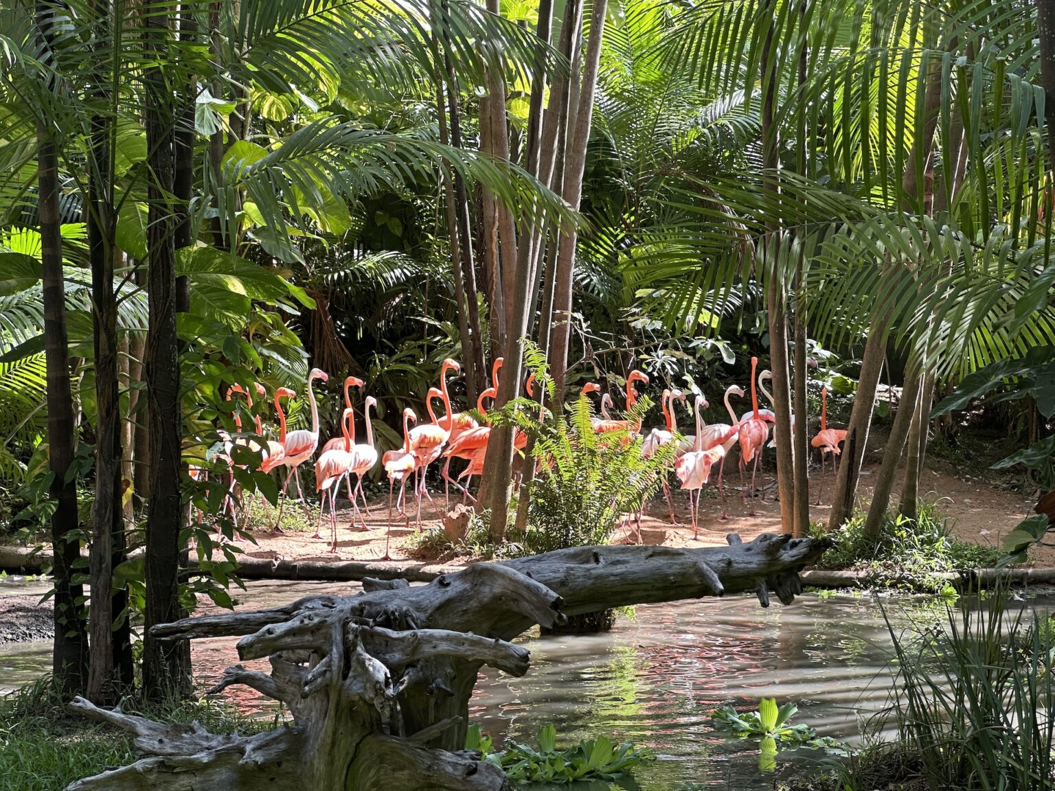 Reserva do Congo: Um Projeto Ambiental Inovador em São Luís Reserva do Congo: Um Projeto Ambiental Inovador em São Luís