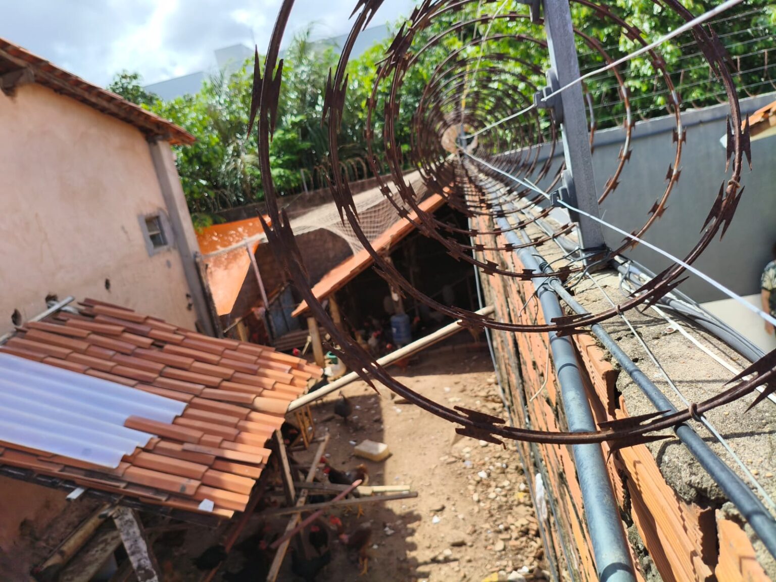 Galinheiro em Loja Maçônica no Turu: Prejuízos e Riscos à Saúde da Comunidade