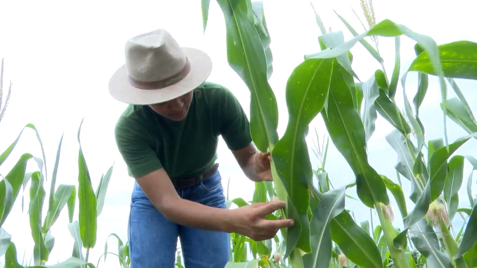 Mirante Rural: Educação no Campo e Tradições Maranhenses em Destaque Mirante Rural: Educação no Campo e Tradições Maranhenses em Destaque