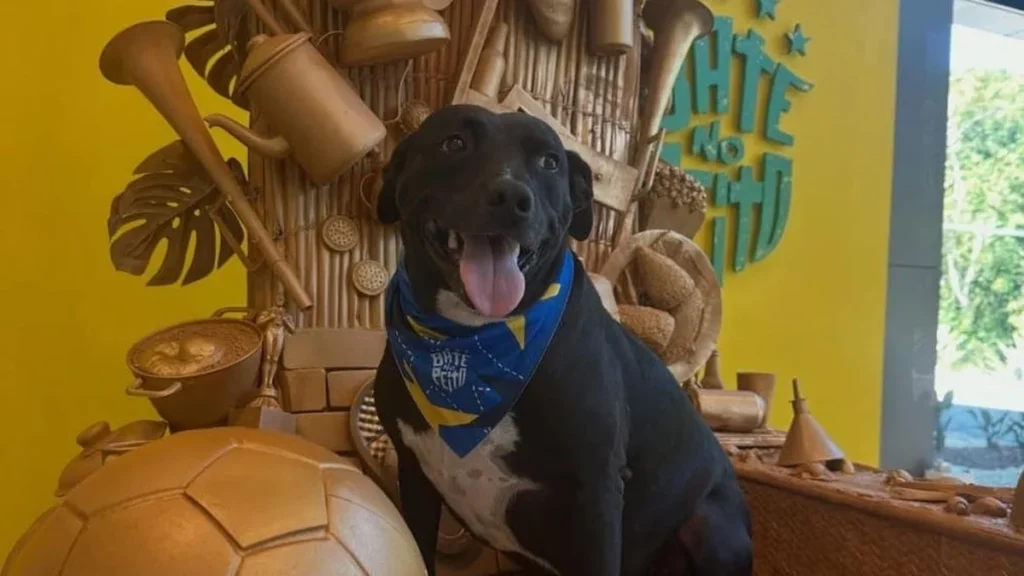 Conheça PJ, o mascote oficial da Seleção Brasileira que conquistou a Granja Comary Conheça PJ, o mascote oficial da Seleção Brasileira que conquistou a Granja Comary